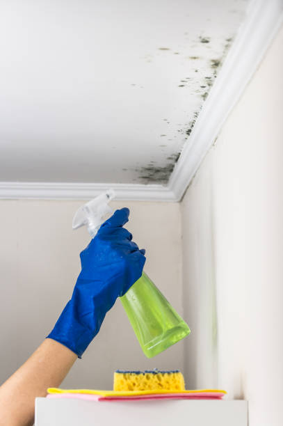 Why You Should Choose Our Mold Remediation Services in Fair Oaks Ranch, TX